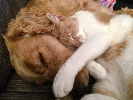 La qualité du panier pour les chiens et chats est elle importante ?