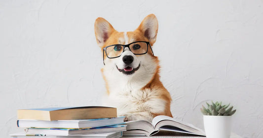 Tout savoir sur le chien, le meilleur ami de l'Homme