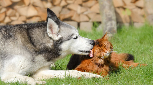 Communiquer avec son chien ou son chat
